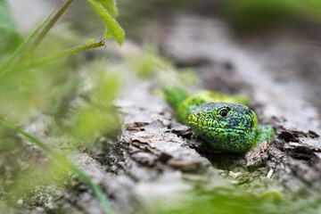 male sand lizard on a deadwood