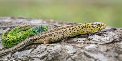 pair of sand lizards on a deadwood