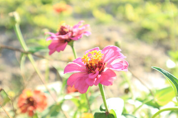 Pink zinnia flower blooming in the garden.