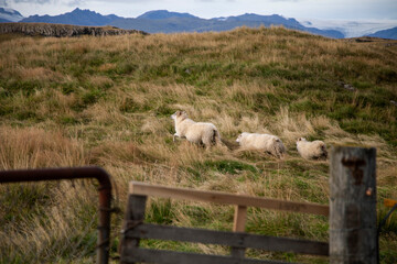 Obraz premium sheep on the farm