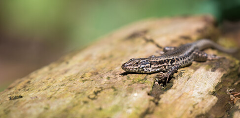 wall lizard on deadwood 