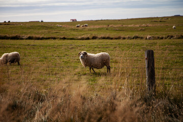 sheep grazing in a field