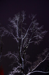 ライトアップされた木