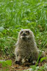 Eurasian Eagle owl (Bubo bubo), young bird sitting on forest floor, Brandenburg, Germany