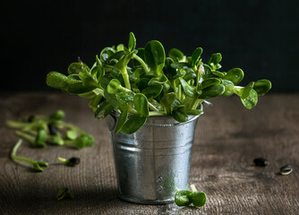 microgreen sunflower in a metal bucket on a wooden table