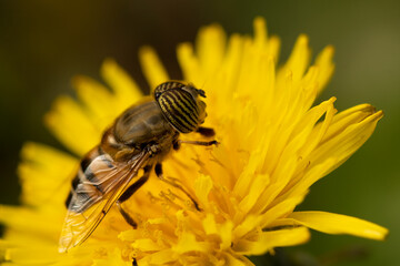 fly on yellow flower