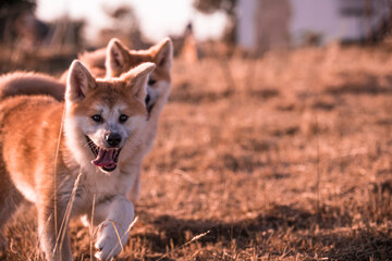 Dog Fashion - Ocala Weimaraner 