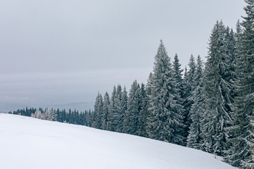 Fototapeta na wymiar Snow covered fir trees in the forest