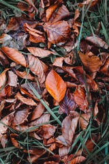 brown dry leaves in autumn season, autumn colors
