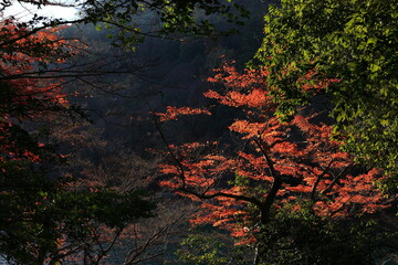 嵐山公園　京都　日本