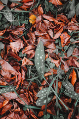 brown dry leaves in autumn season, autumn colors