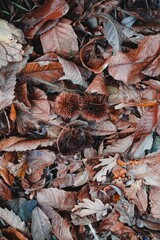 brown dry leaves in autumn season, autumn colors
