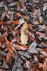 brown dry leaves in autumn season, autumn colors