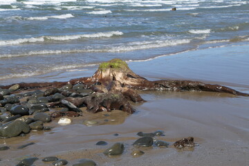 Fototapeta premium Petrified ancient tree stumps that are part of an old submerged forest, on the shoreline at Borth, Ceredigion, Wales, UK.