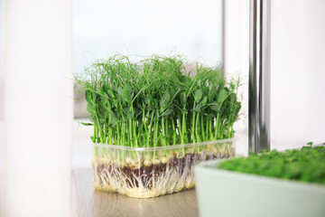 Fresh organic microgreen on wooden table indoors
