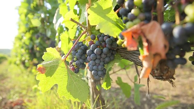 ripe grapes in the vineyard