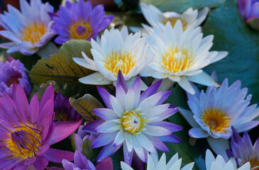 Selective focus at waterlily beautiful flowers colorful in bowl decorated in the garden