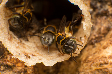 stingless honey bee