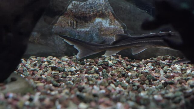 A cinematic underwater photo of a Russian sturgeon. The fish swims in the aquarium near the day of stones and pebbles.