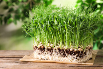 Fresh organic microgreen sprouts on wooden table