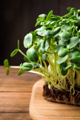 Fresh organic microgreen on wooden table, closeup view