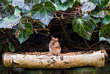 Wood Mouse (Apodemus sylvaticus) sitting and foraging at bird feeder, Hesse, Germany