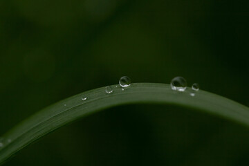 water drops on a leaf