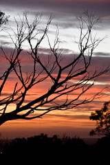 Dry branches against the sunset