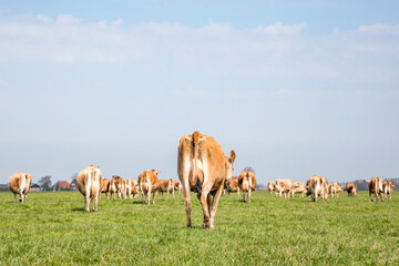 Jersey cows walking away, seen from behind, stroll towards the horizon, with a soft blue sky with some white clouds.