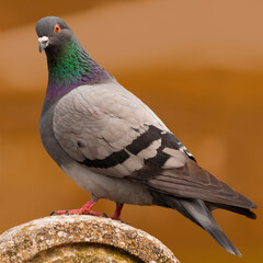 pigeon full portrait on brown background standing on a archway made by stones