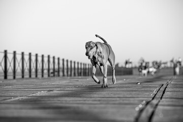 Ocala Weimaraner