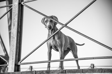 Ocala Weimaraner