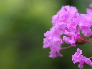 百日紅の花のアップ