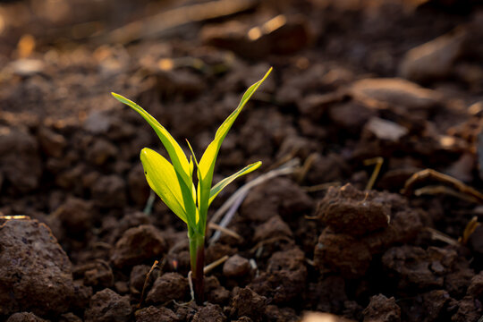 Seeding corn or maize plantation in soil of organic farm agriculture in country, vegetable growth small on ground land, rays light sun on leaf and stem of plant, new green fresh growing in field