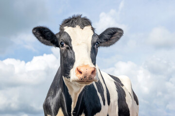 Mature cow, black and white gentle surprised look, pink nose, in front of a blue sky.