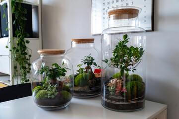 Small decoration plants in a glass bottle, garden terrarium bottle,  forest in a jar. Terrarium jar with piece of forest with self ecosystem. Save the earth concept. Bonsai, set of terrariums, jars