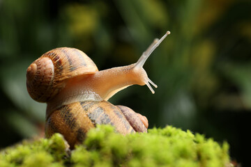Common garden snails crawling on green moss outdoors, closeup