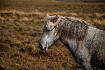 Fototapeta premium horse in the field