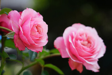 Selective focus the pink rose, brightly colored flowers are in full bloom on the tree for Valentine's day romantic and beautiful