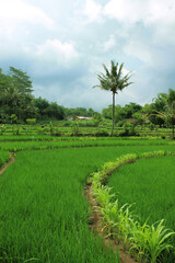 Fototapeta na wymiar Rice plants in green rice fields