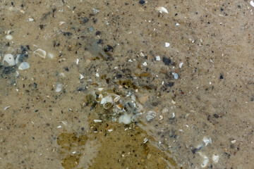 Small river shells in the sand at the bottom of the river, near the shore. A scattering of chips and parts of shells under water. Light glare on the surface and shallow distance