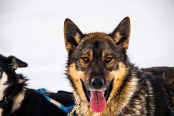 Dog sledding in Lofoten Islands, Northern Norway.