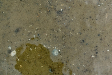 Small river shells in the sand at the bottom of the river, near the shore. A scattering of chips and parts of shells under water. Light glare on the surface and shallow distance