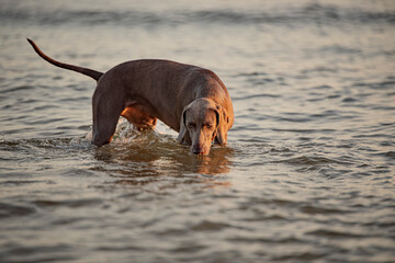 Ocala Weimaraner