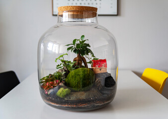 Small decoration plants in a glass bottle, garden terrarium bottle,  forest in a jar. Terrarium jar with piece of forest with self ecosystem. Save the earth concept. Bonsai, set of terrariums, jars