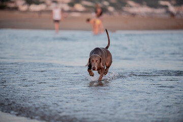 Ocala Weimaraner