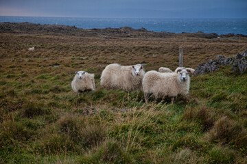 Fototapeta premium sheep in the mountains