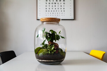 Small decoration plants in a glass bottle, garden terrarium bottle,  forest in a jar. Terrarium jar with piece of forest with self ecosystem. Save the earth concept. Bonsai, set of terrariums, jars