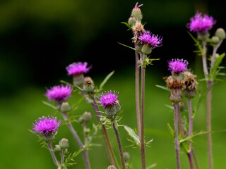 野原に咲く紫色のアザミの花