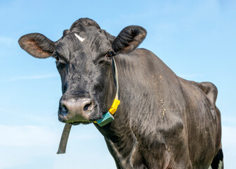 Black cow, mighty looking calm and friendly, portrait of a mature cow